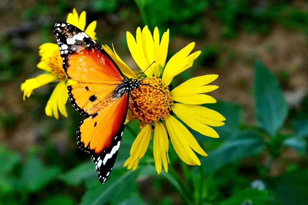 a close up of a butterfly on a flower