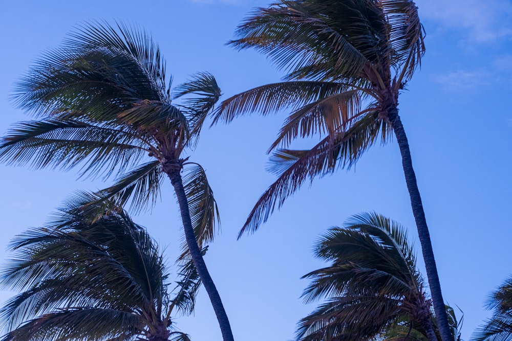 a group of palm trees blowing in the wind