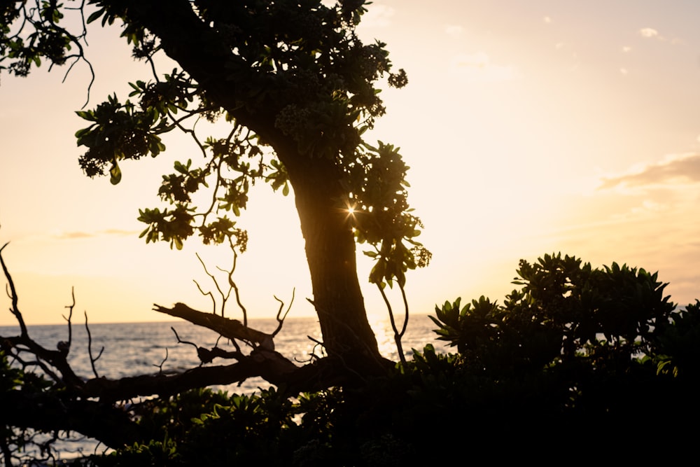 the sun is setting behind a tree by the ocean