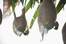 Several intricately woven bird nests hang from tree branches. Each nest has a round bulbous shape, made of natural fibers. Small birds are seen near the openings of some nests, displaying a combination of yellow and dark feathers.