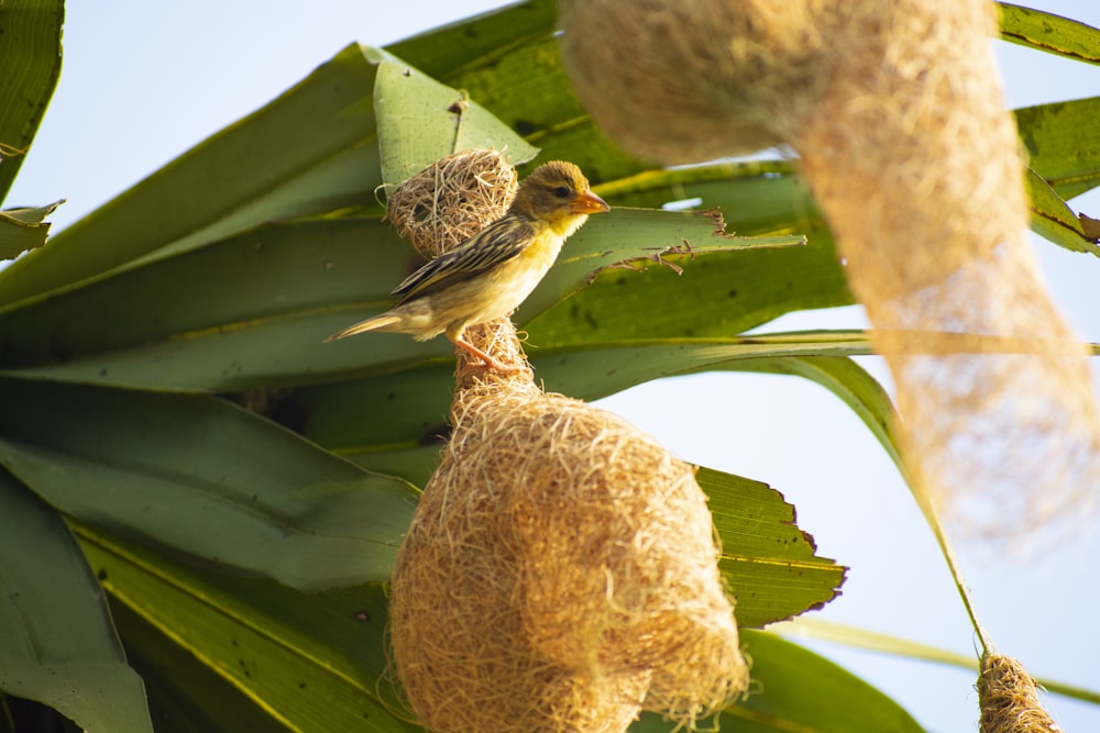 a bird sitting on top of a nest in a tree