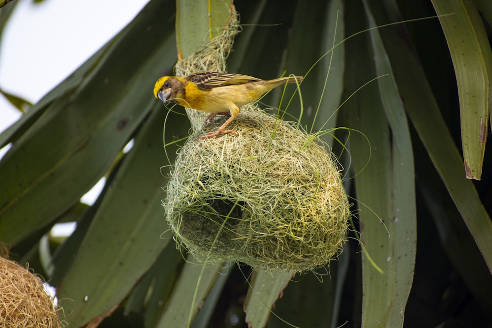a bird is building a nest in a palm tree