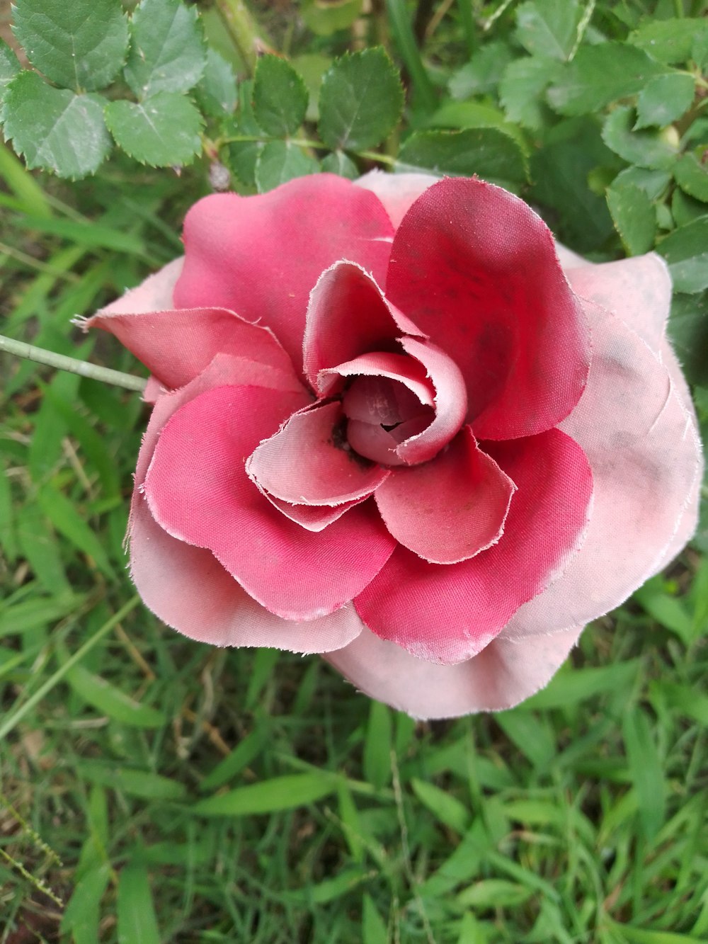 a pink flower with green leaves in the background