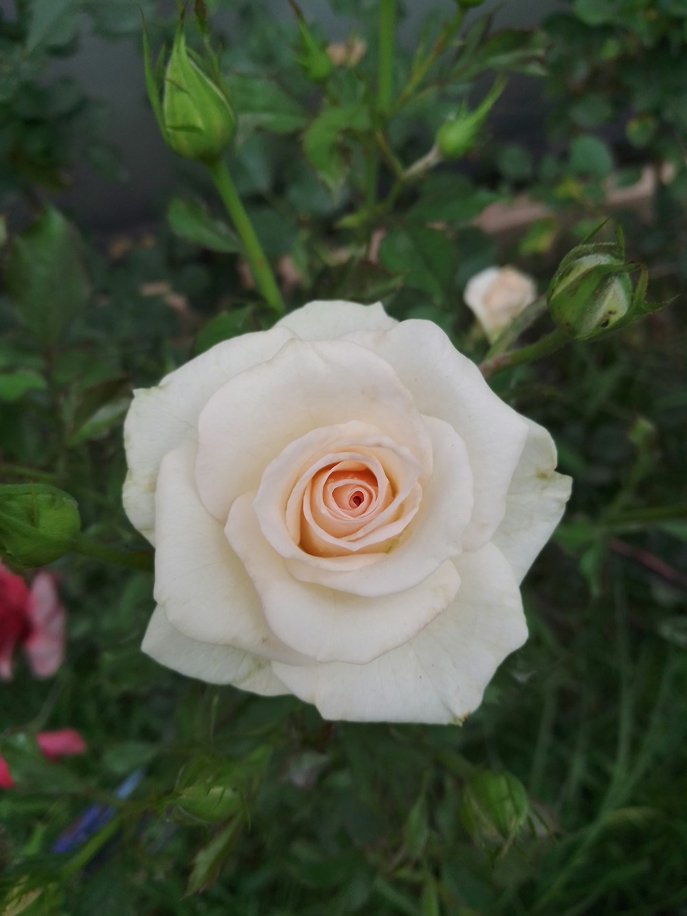 um close up de uma rosa branca em um jardim