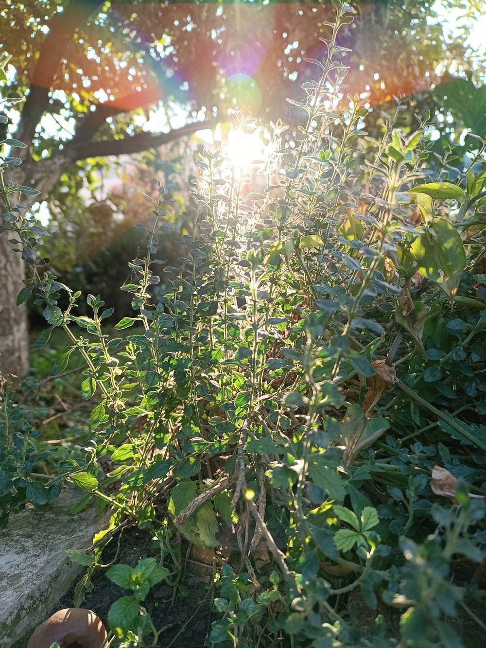 the sun shines through the leaves of a bush