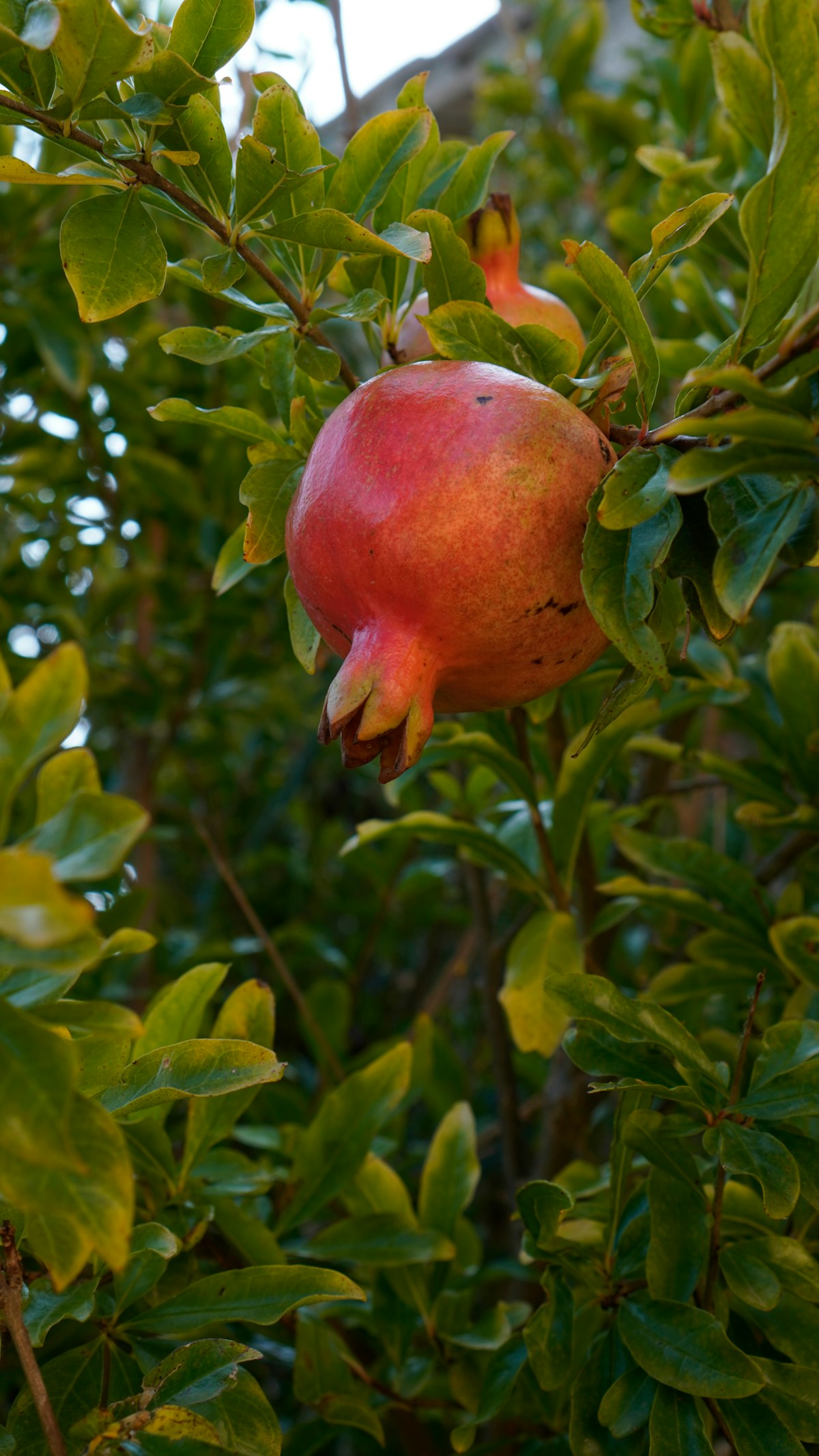 ثمرة رمان تنمو على غصن شجرة الرمان