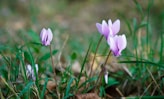 a couple of purple flowers sitting on top of a lush green field