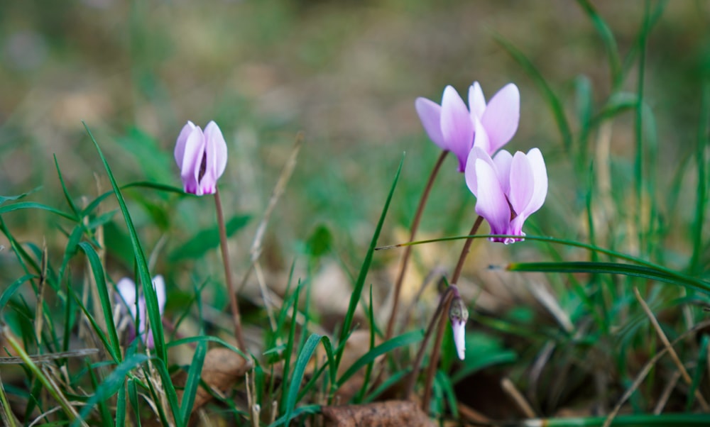 a couple of purple flowers sitting on top of a lush green field