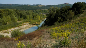 A serene landscape with a tranquil river winding through lush greenery and vibrant wildflowers.