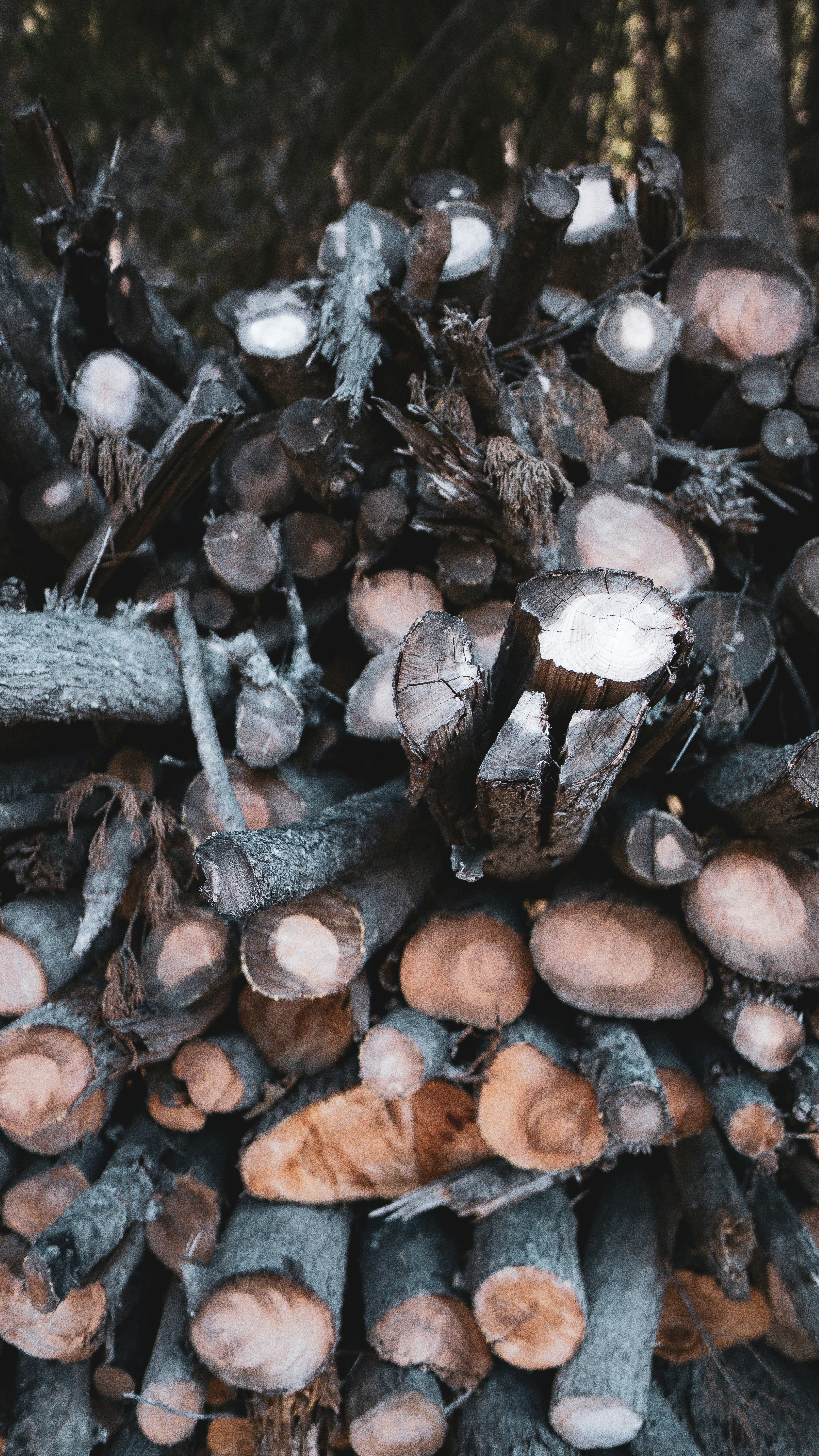 Chopped wood on Isla Victoria