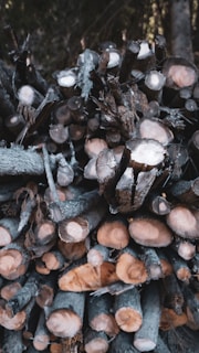 A pile of neatly stacked cut logs with visible tree rings and bark. The logs appear freshly cut, showcasing a mix of darker bark and lighter wood tones. The background is dark, possibly indicating a forest setting.