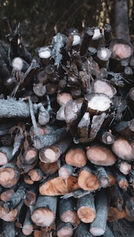 A pile of neatly stacked cut logs with visible tree rings and bark. The logs appear freshly cut, showcasing a mix of darker bark and lighter wood tones. The background is dark, possibly indicating a forest setting.