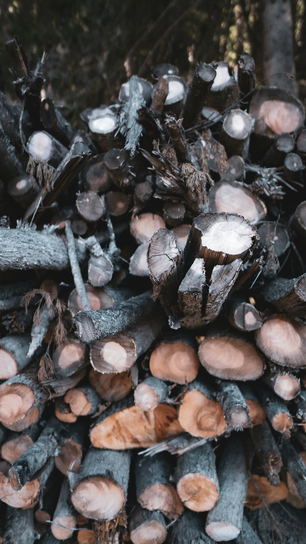 a pile of wood that is sitting in the woods