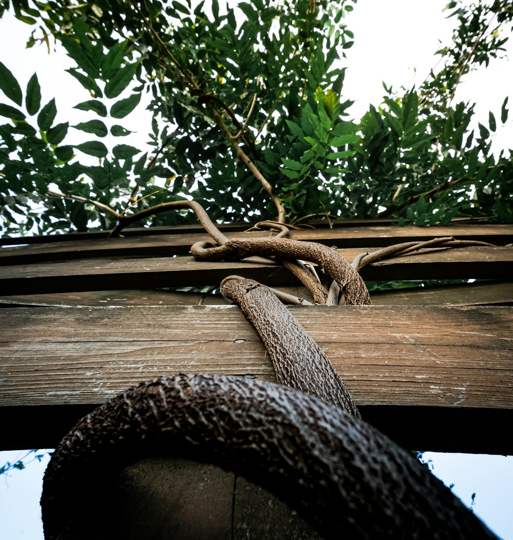 a snake crawling on the side of a wooden structure