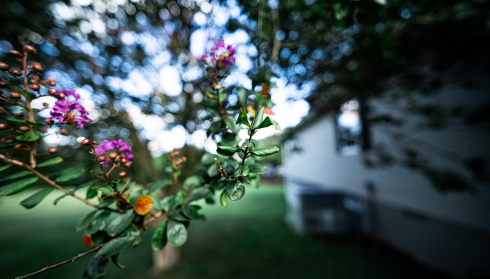 a blurry photo of a tree with purple flowers