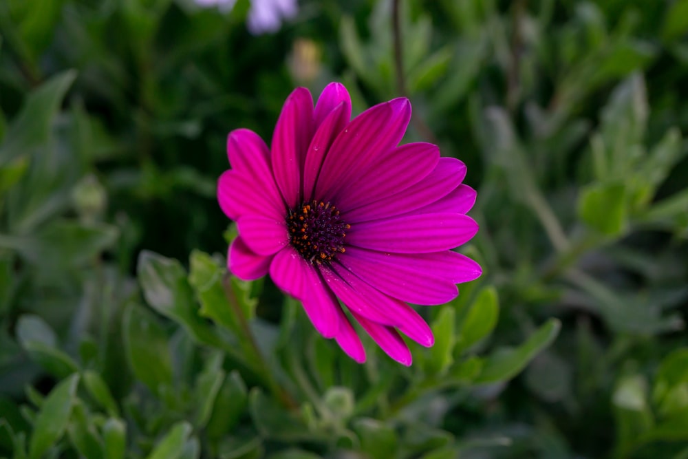 a close up of a purple flower in a field