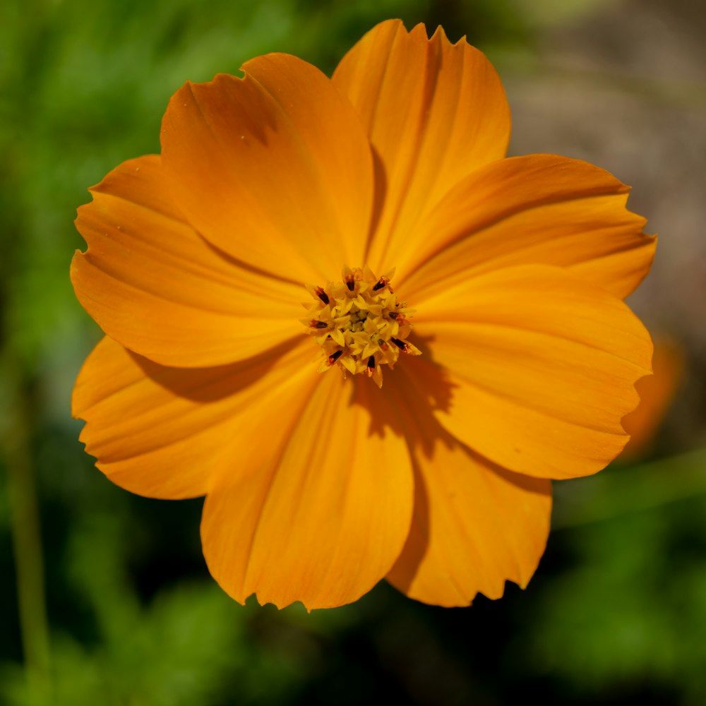 a close up of a bright orange flower