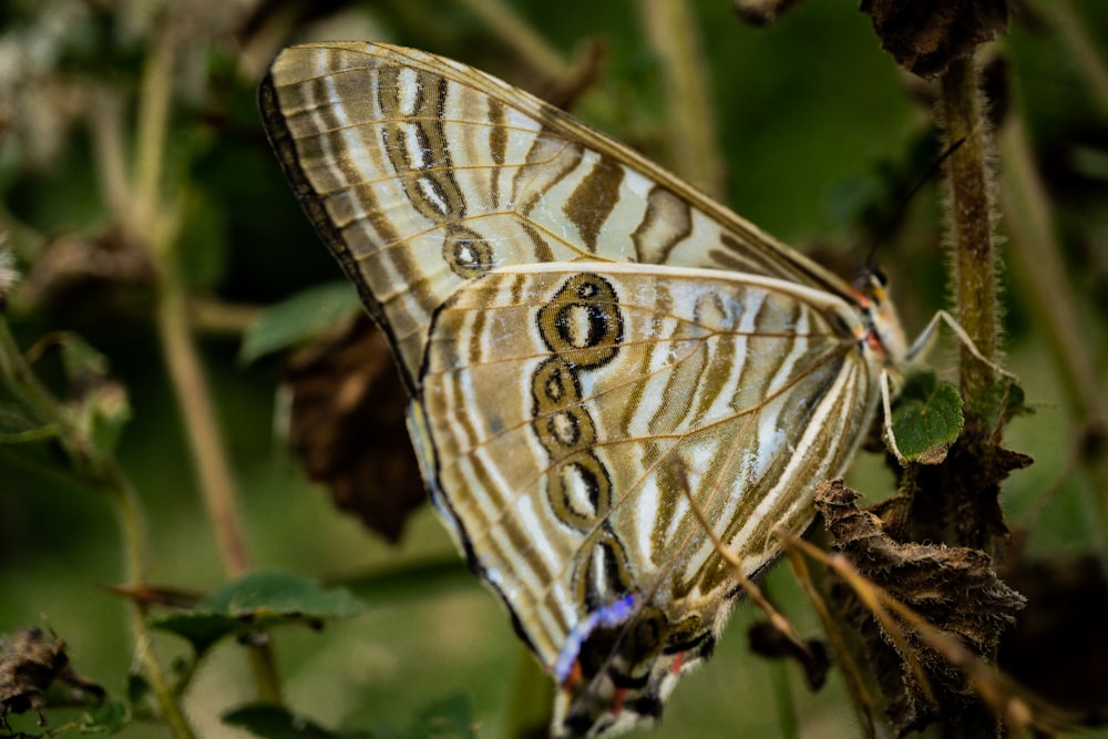 a close up of a butterfly on a plant