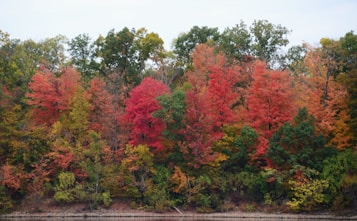 A vibrant forest with a variety of trees displaying autumn foliage in shades of red, orange, yellow, and green. The scene is serene and natural, with a dense canopy that forms a colorful tapestry.