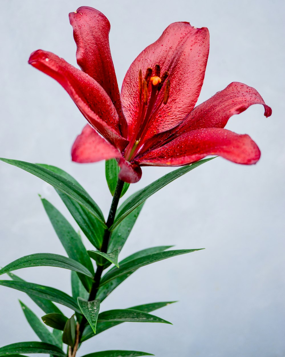 a close up of a red flower on a stem