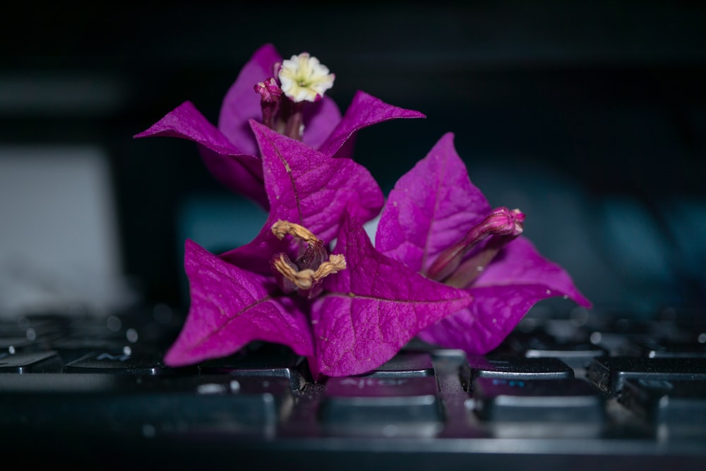 a purple flower sitting on top of a computer keyboard