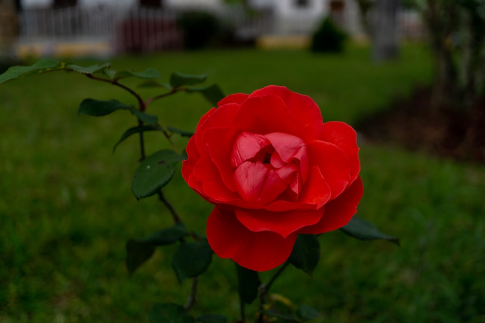 a single red rose blooming in a garden