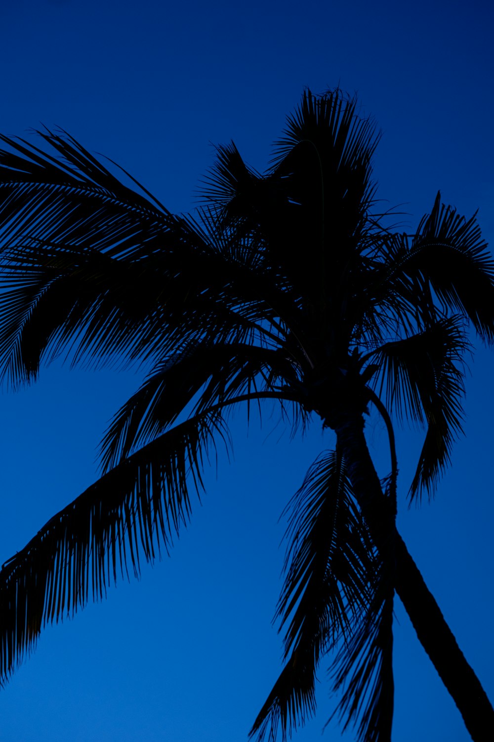 a silhouette of a palm tree against a blue sky