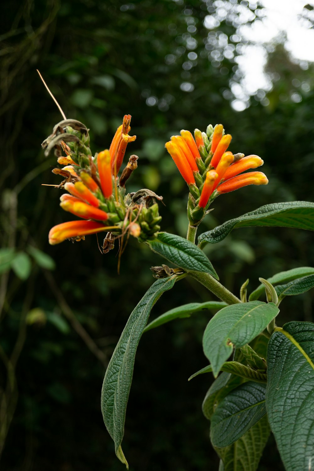 a close up of a plant with orange flowers