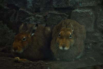 Two rabbits cuddled together in a soft, grassy enclosure.