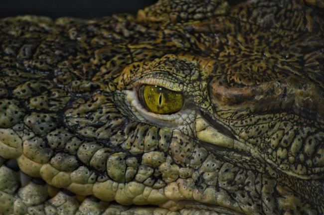 Close-up of a reptile's eye and surrounding skin with detailed scaly texture. The eye is yellow-green with a vertical slit pupil, and the skin is bumpy with a mix of dark and light greenish-brown tones.