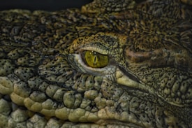 Close-up of a reptile's eye and surrounding skin with detailed scaly texture. The eye is yellow-green with a vertical slit pupil, and the skin is bumpy with a mix of dark and light greenish-brown tones.
