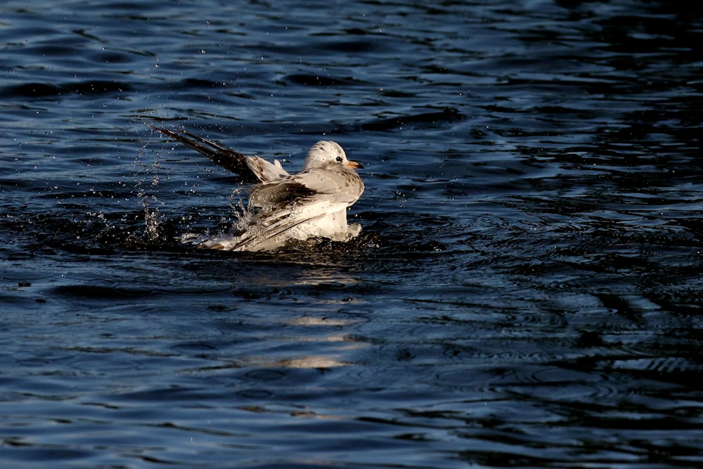 a seagull splashing in the water with its wings spread