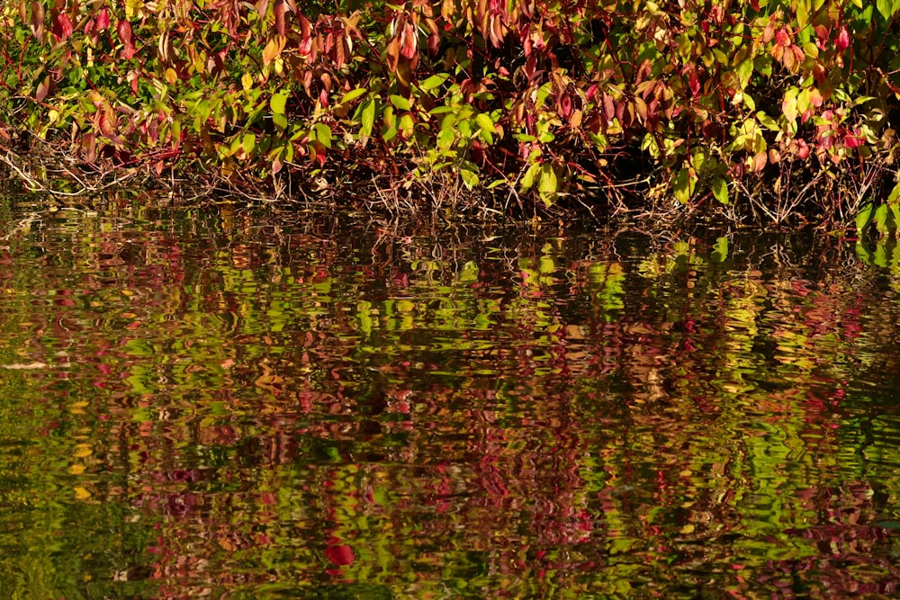 a bird is sitting on the edge of a body of water