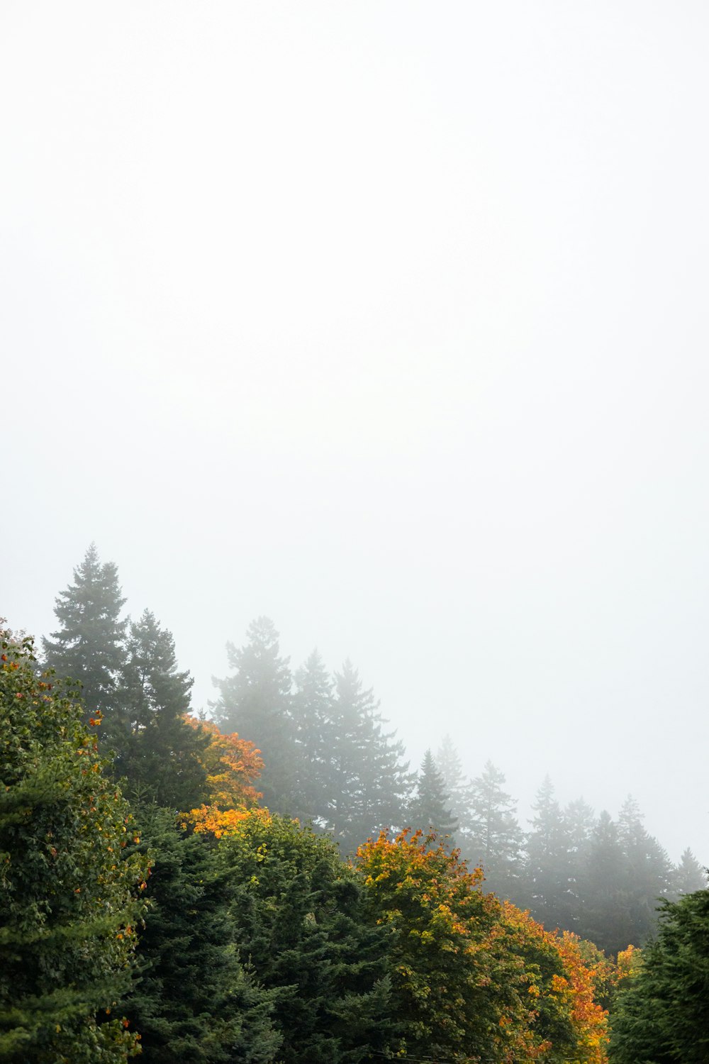 a foggy day in the woods with trees