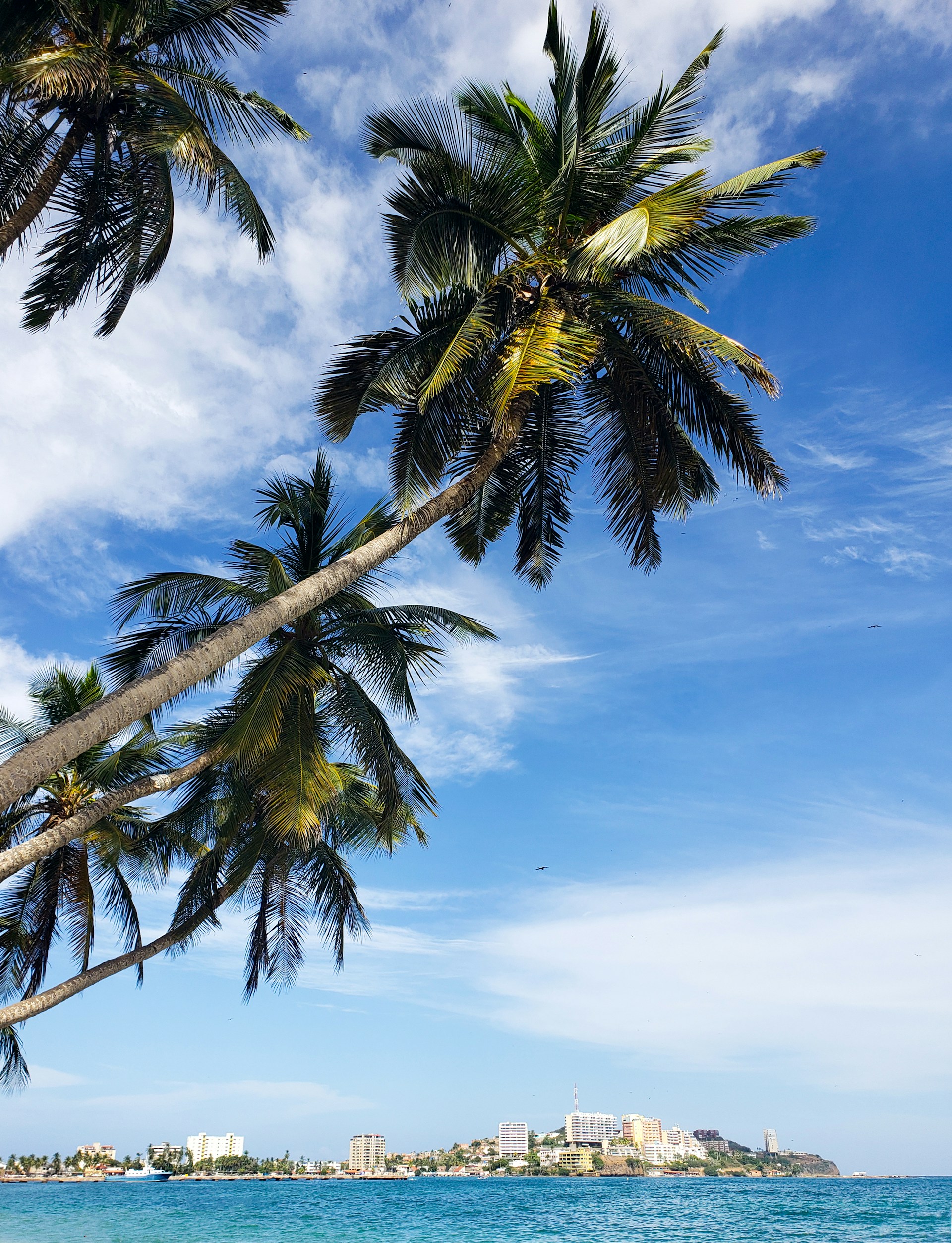 a view of a beach with palm trees in the foreground