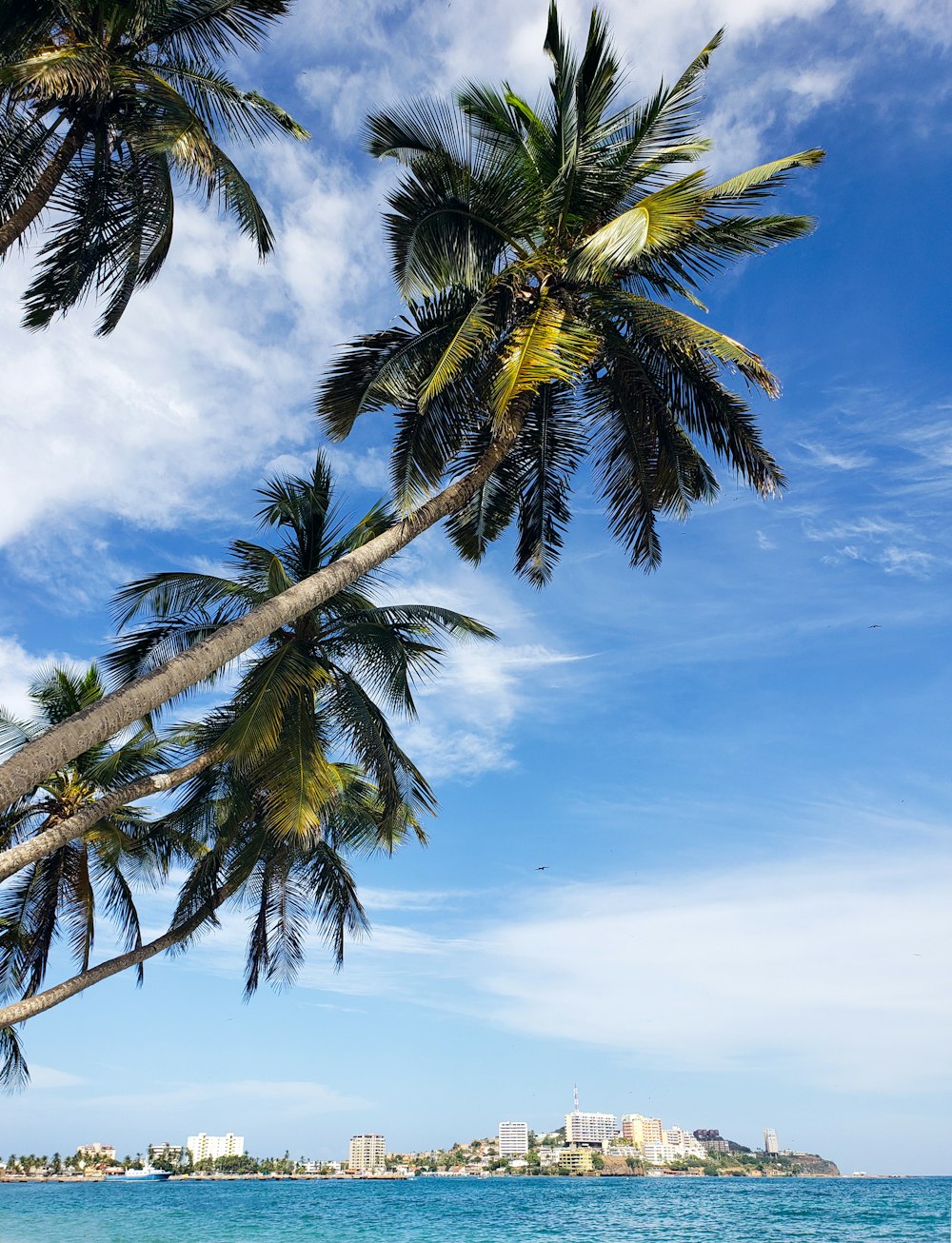 a view of a beach with palm trees in the foreground