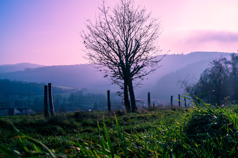 a lone tree in a grassy field with mountains in the background