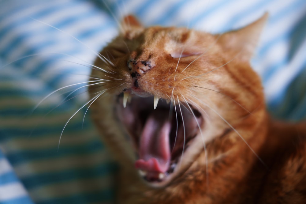 eine orangefarbene Katze mit offenem Maul und weit geöffnetem Maul