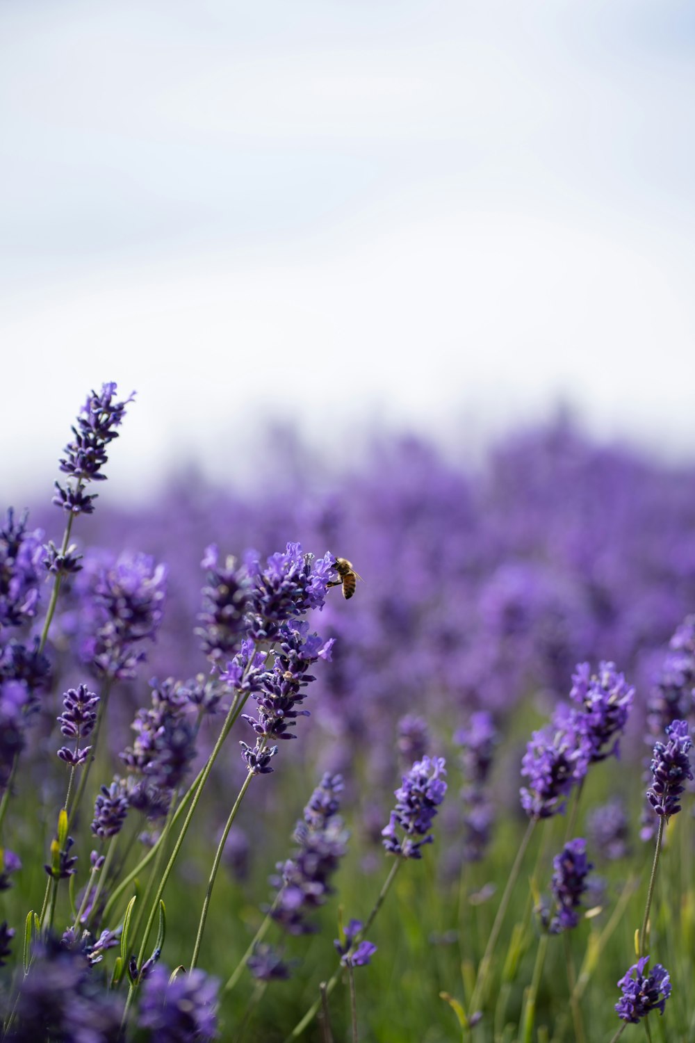 a bee flying over a field of lavender flowers