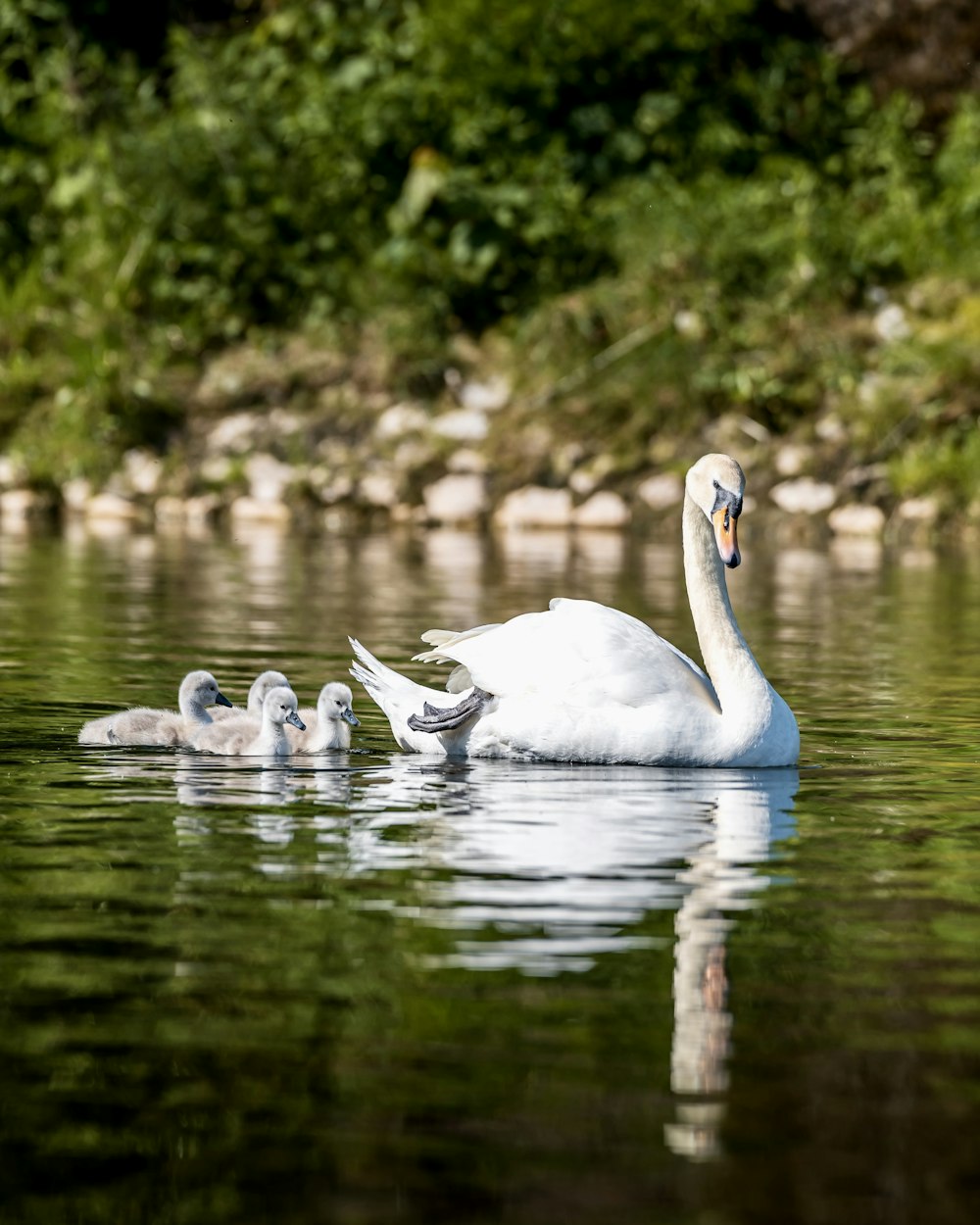 a family of swans swimming in a lake