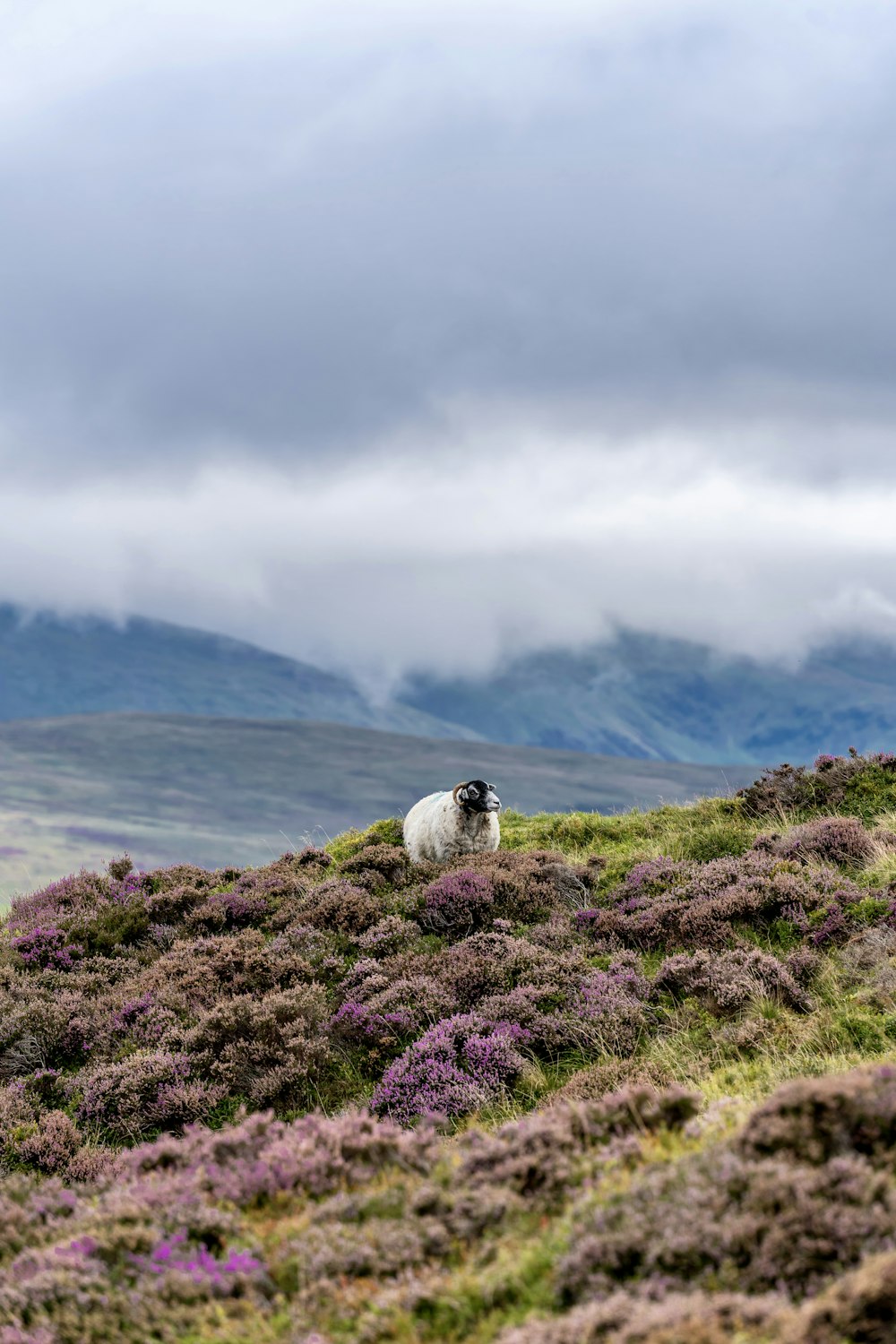 a sheep is standing on a grassy hill