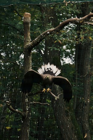 A large bird with outstretched wings is captured mid-flight against a backdrop of dense green forest. The bird appears to be an eagle, with its talons extended and tail feathers prominently displayed. A wooden branch frames the upper part of the image, adding to the natural setting.
