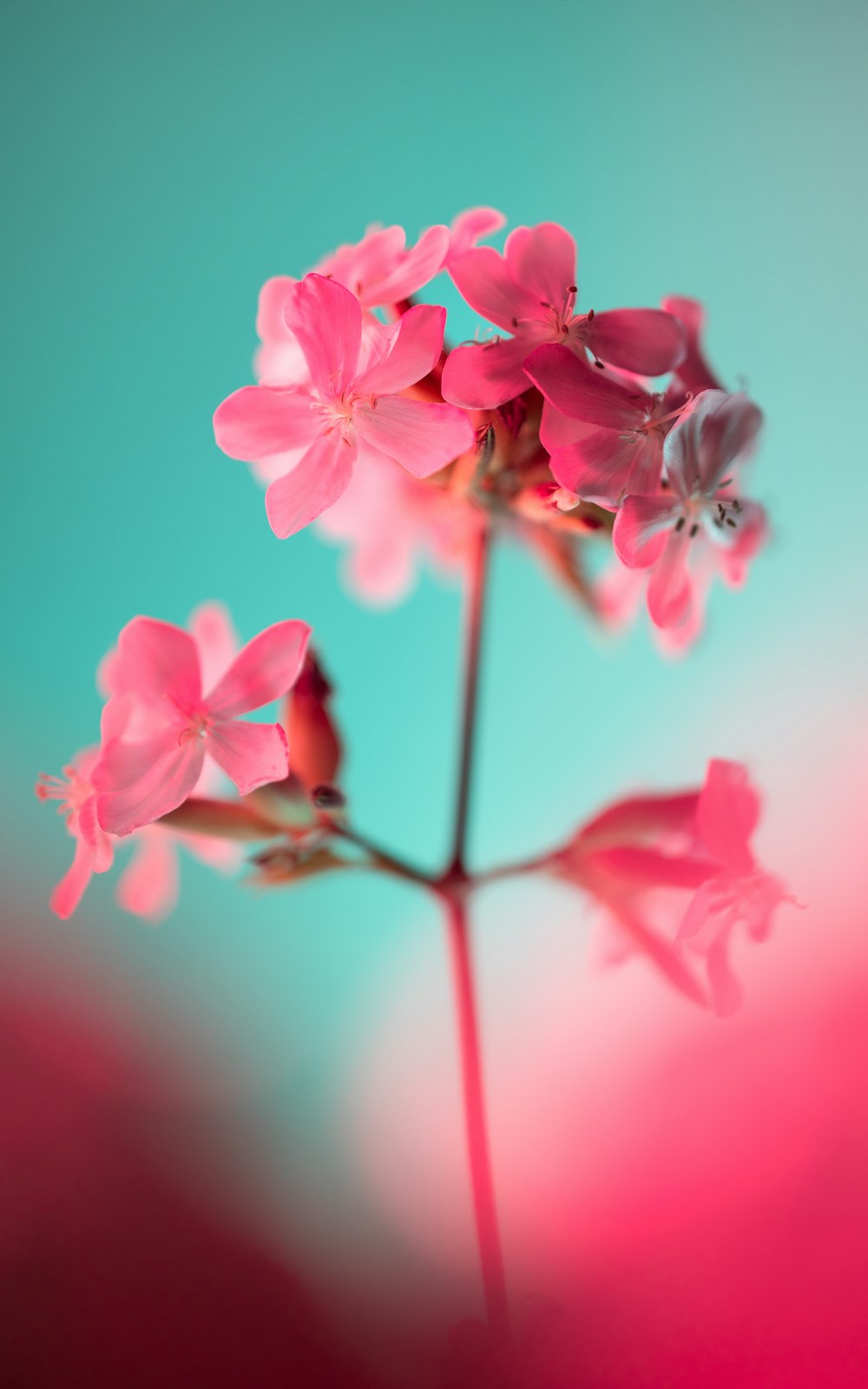a close up of a pink flower with a blue background