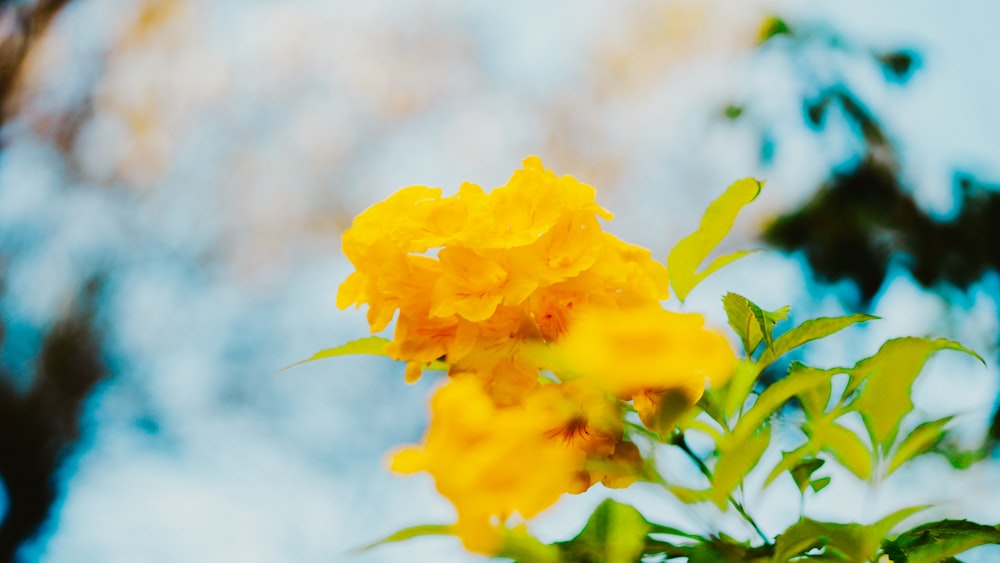 a close up of a yellow flower on a tree