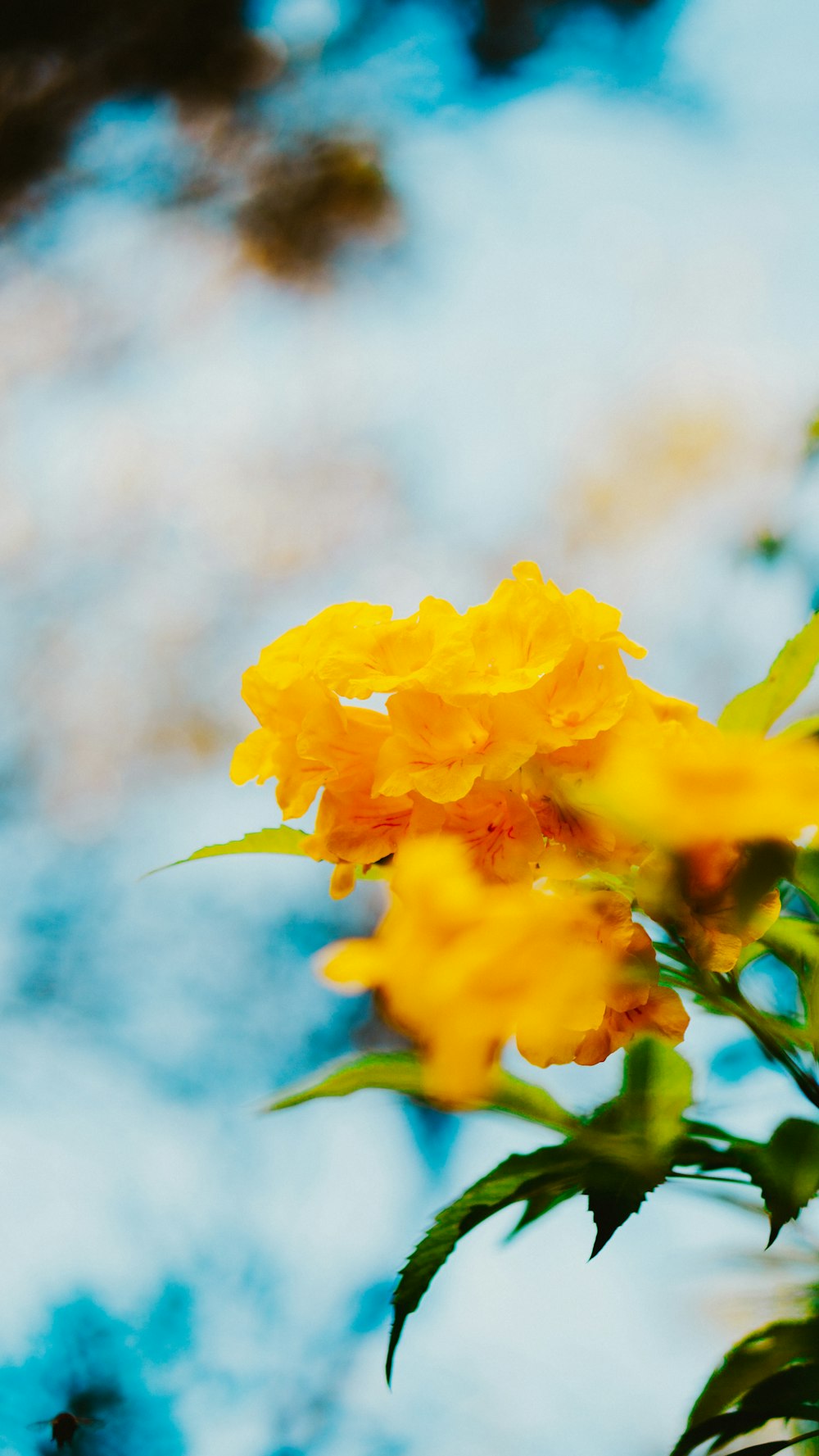 um close up de uma flor amarela com um céu azul no fundo
