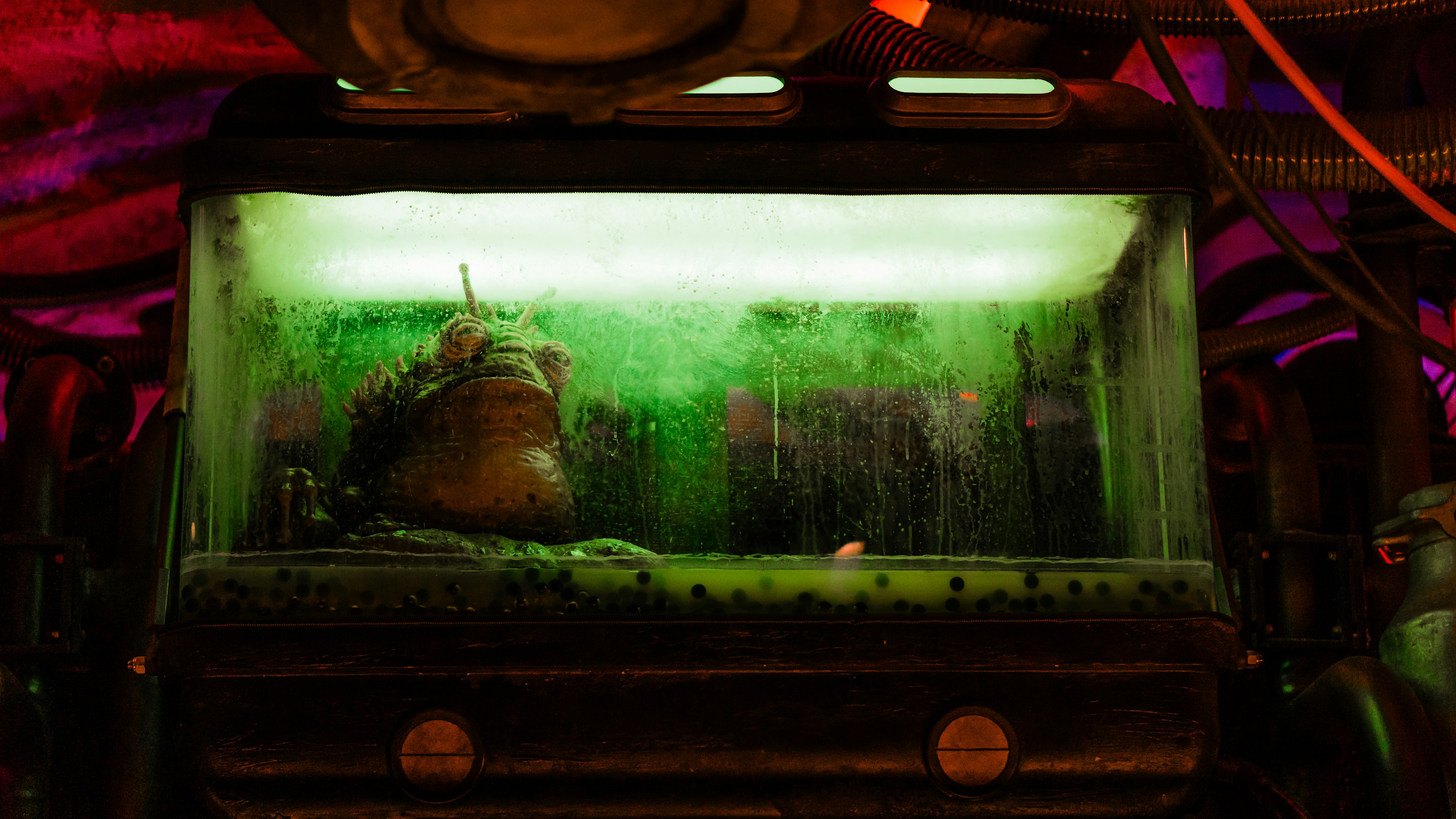 a close up of a fish in a tank