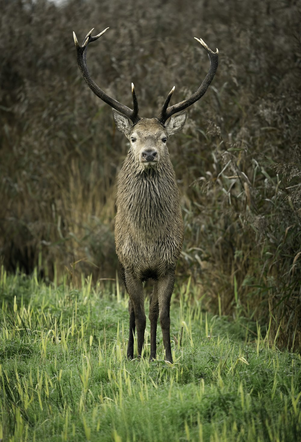 a deer with antlers standing in a field