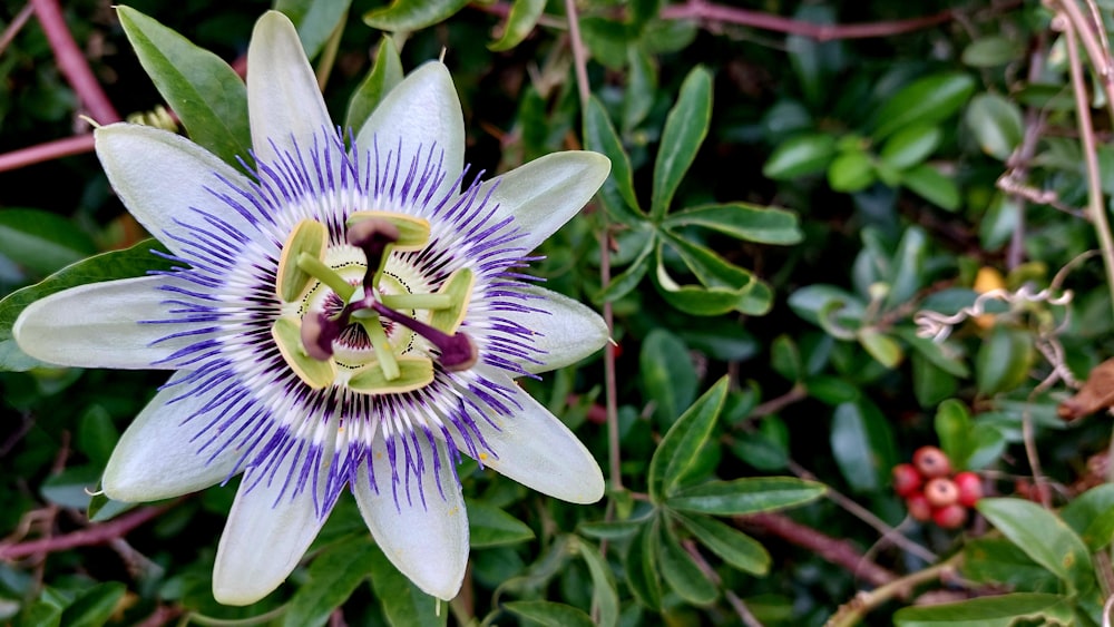 eine violett-weiße Blüte mit grünen Blättern