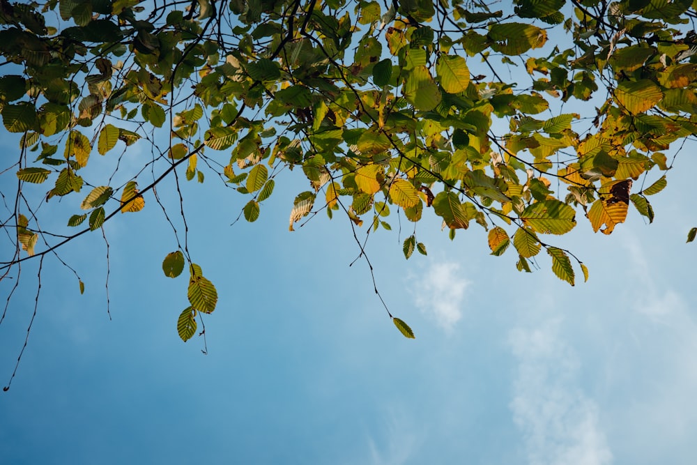 the leaves of a tree against a blue sky