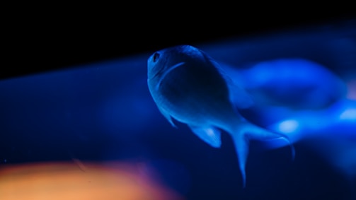 A fish swimming in a dimly lit aquarium setting, surrounded by deep blue and subtle orange lighting. The focus is on the fish, highlighting its shape and texture against the ethereal background.